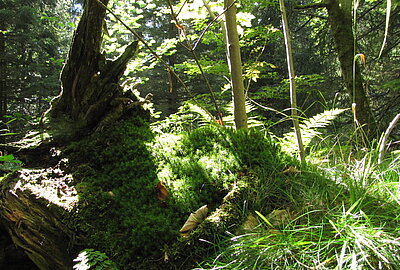 Waldwildnis Thüringer Schiefergebirge – Frankenwald