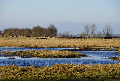Wiederherstellung und Erhalt der Moorlandschaft "Alperstedter Ried"