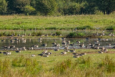 Fortführung des Naturschutzprojekts Dankmarshäuser Rhäden	