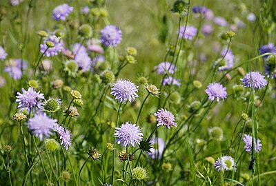Anlage einer dauerhaften Blühfläche für Insekten im Park Hohenrode