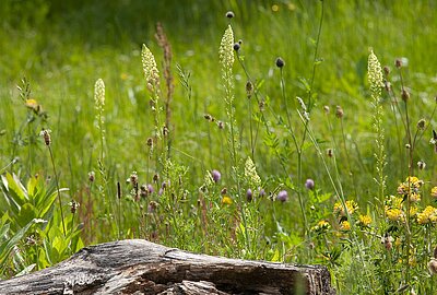 Umwandlung eines ehemaligen Nutzgartens in einen Naturgarten