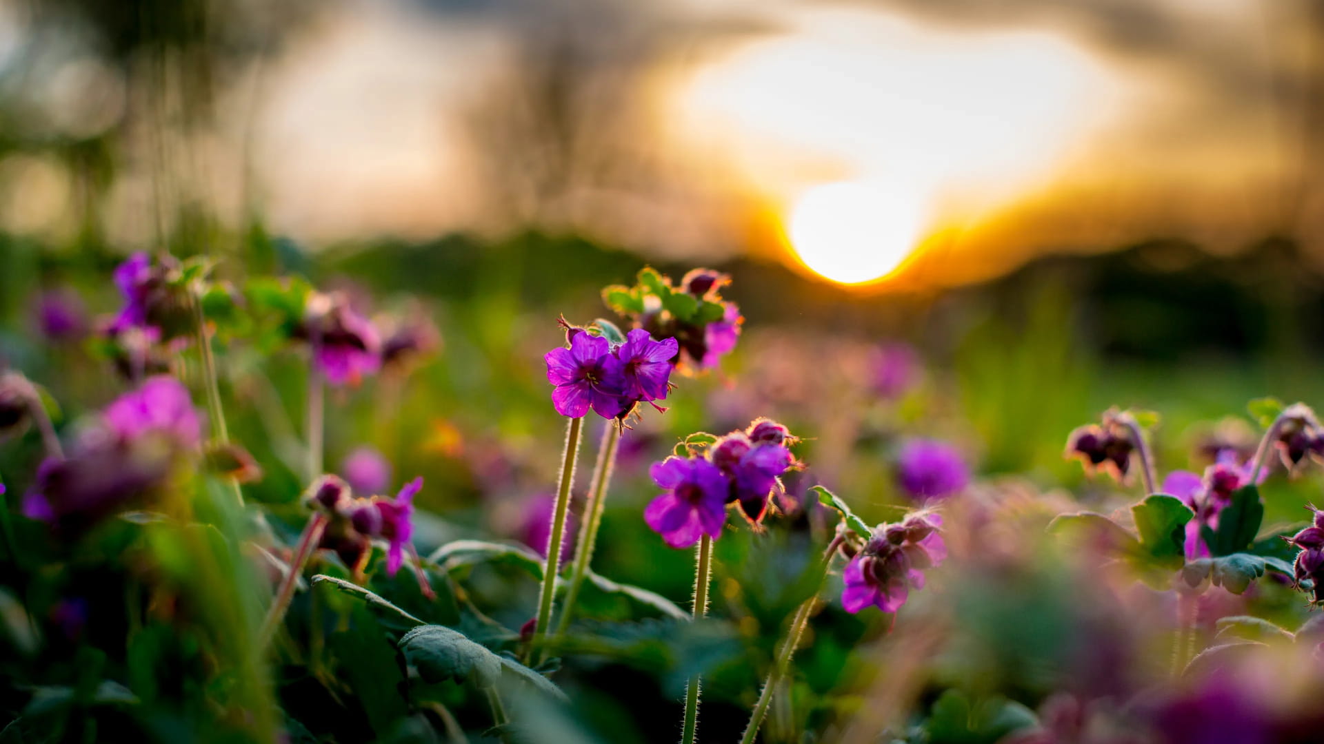 Lilafarbene Blüten im unscharfen Sonnenuntergang