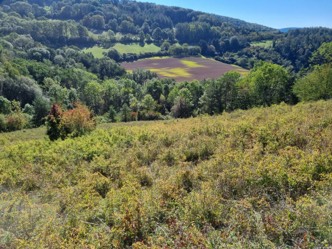 Hüglig Landschaft mit Wald und Wiese