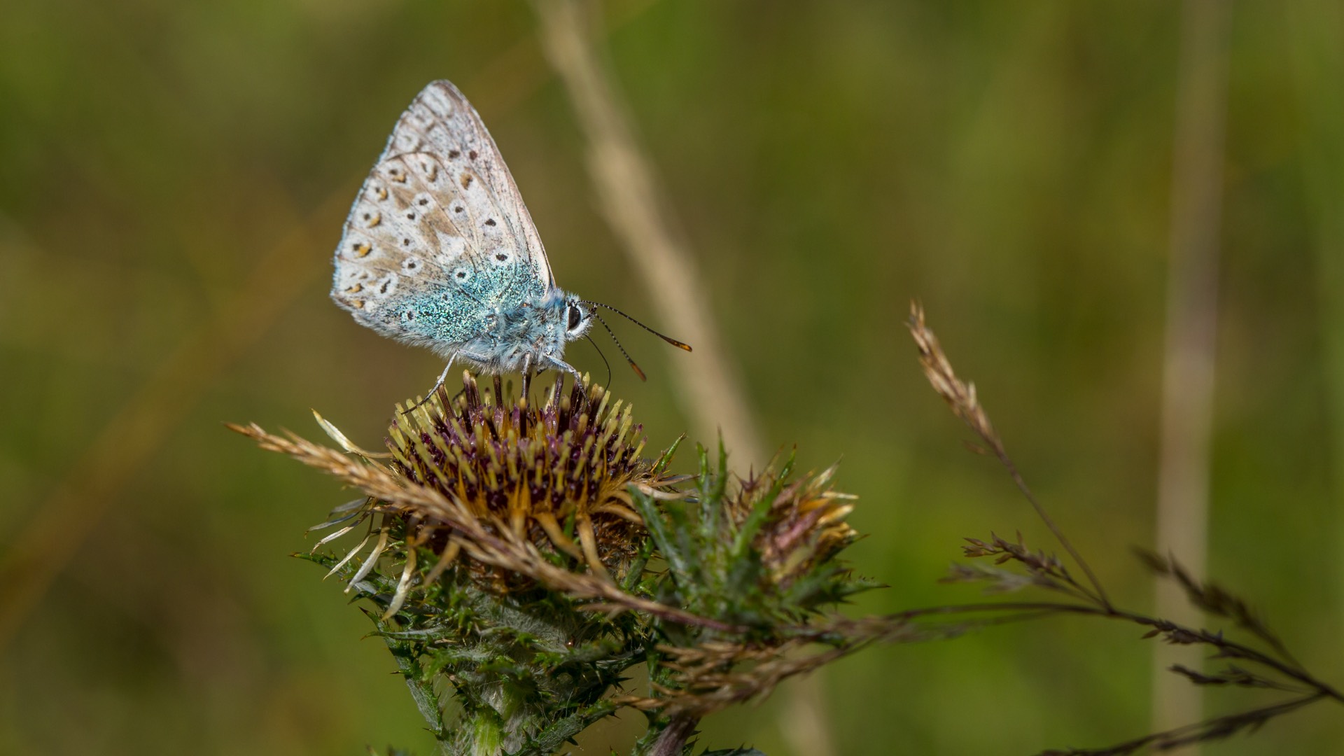 Bläuling an einer Blüte