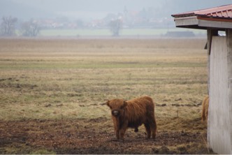 Ein Schottisches Highland-Rind in nebliger Landschaft.