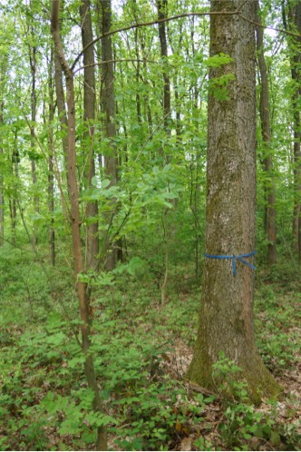 Junge Eiche im Wald.