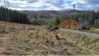 Mehrere Holzgerippe im Wald