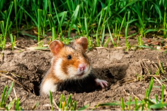 Nahaufnahme eines Feldhamsters, der aus einem Loch herausschaut.