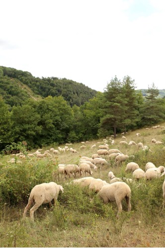 Viele weidende Schafe