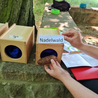 Eine Person nimmt einen Tannenzapfen aus einer Box, die mit „Nadelwald“ beschriftet ist.